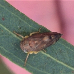 Neotartessus flavipes (A leafhopper) at Manar, NSW - 22 Nov 2024 by clarehoneydove