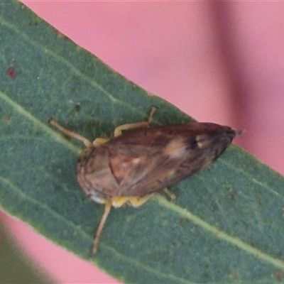 Neotartessus flavipes (A leafhopper) at Manar, NSW - 22 Nov 2024 by clarehoneydove