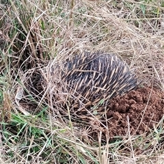 Tachyglossus aculeatus (Short-beaked Echidna) at Orangeville, NSW - 4 Sep 2024 by belleandjason