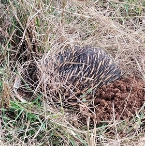 Tachyglossus aculeatus at Orangeville, NSW - 4 Sep 2024