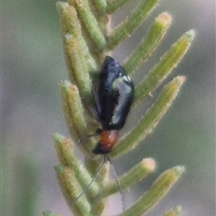 Adoxia benallae (Leaf beetle) at Manar, NSW - 22 Nov 2024 by clarehoneydove