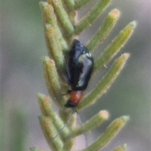 Adoxia benallae at Manar, NSW - suppressed