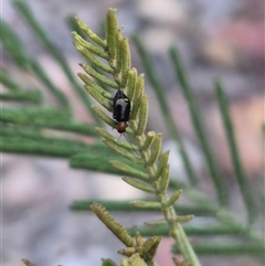 Adoxia benallae at Manar, NSW - suppressed