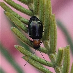 Adoxia benallae at Manar, NSW - suppressed