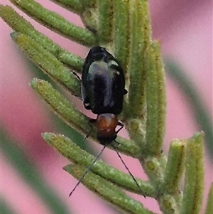 Adoxia benallae at Manar, NSW - 22 Nov 2024