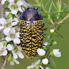 Stigmodera macularia (Macularia jewel beetle) at Moruya, NSW - 22 Nov 2024 by LisaH