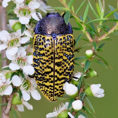 Stigmodera macularia (Macularia jewel beetle) at Moruya, NSW - 22 Nov 2024 by LisaH