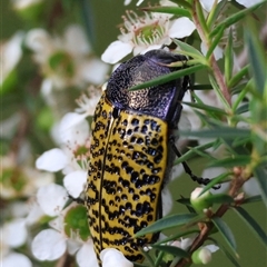 Stigmodera macularia at Moruya, NSW - suppressed