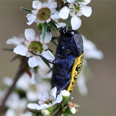 Stigmodera macularia at Moruya, NSW - suppressed
