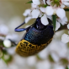 Stigmodera macularia at Moruya, NSW - suppressed