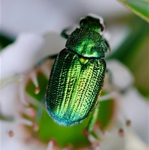 Diphucephala elegans (Green scarab beetle) at Moruya, NSW by LisaH