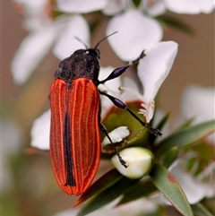 Castiarina erythroptera (Lycid Mimic Jewel Beetle) at Moruya, NSW - 22 Nov 2024 by LisaH