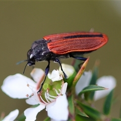 Castiarina erythroptera at Moruya, NSW - suppressed