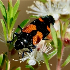 Castiarina pulchripes (Jewel beetle) at Moruya, NSW - 20 Nov 2024 by LisaH