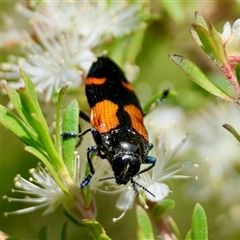 Castiarina pulchripes at Moruya, NSW - 21 Nov 2024