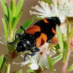 Castiarina pulchripes at Moruya, NSW - 21 Nov 2024