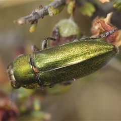 Melobasis propinqua (Propinqua jewel beetle) at Berridale, NSW - 22 Nov 2024 by Harrisi