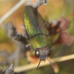 Melobasis propinqua at Berridale, NSW - 22 Nov 2024