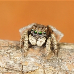 Maratus vespertilio (Bat-like peacock spider) at Berridale, NSW - 22 Nov 2024 by Harrisi