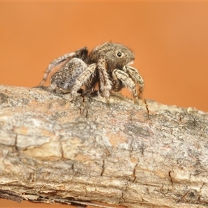 Maratus vespertilio at Berridale, NSW - suppressed