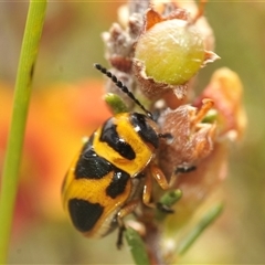 Unidentified Leaf beetle (Chrysomelidae) at Berridale, NSW - 22 Nov 2024 by Harrisi