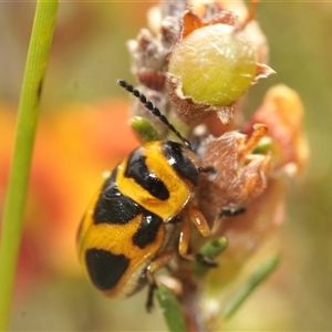 Aporocera (Aporocera) speciosa at Berridale, NSW - 22 Nov 2024