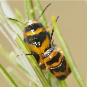 Aporocera (Aporocera) speciosa at Berridale, NSW - 22 Nov 2024