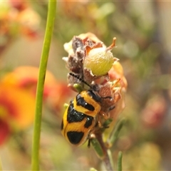 Aporocera (Aporocera) speciosa at Berridale, NSW - 22 Nov 2024