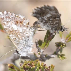 Neolucia agricola (Fringed Heath-blue) at Berridale, NSW by Harrisi