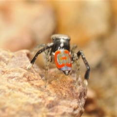 Maratus pavonis (Dunn's peacock spider) at Berridale, NSW - 22 Nov 2024 by Harrisi