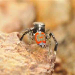 Maratus pavonis at Berridale, NSW - suppressed