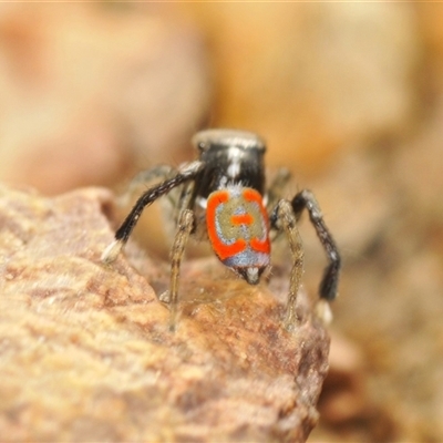 Maratus pavonis (Dunn's peacock spider) at Berridale, NSW - 22 Nov 2024 by Harrisi