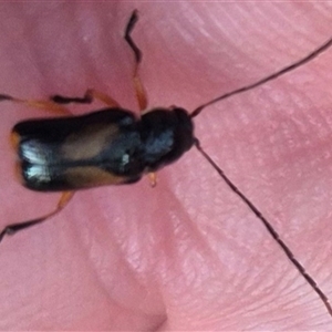 Aporocera (Aporocera) viridipennis at Manar, NSW - 22 Nov 2024