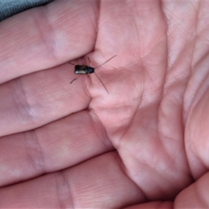 Aporocera (Aporocera) viridipennis at Manar, NSW - suppressed