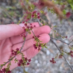 Calytrix tetragona at Manar, NSW - suppressed