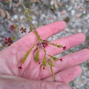 Calytrix tetragona at Manar, NSW - suppressed