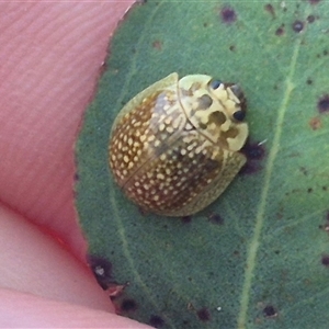 Paropsisterna cloelia at Bungendore, NSW - suppressed