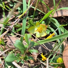 Hibbertia diffusa at Monga, NSW - 21 Nov 2024 by clarehoneydove