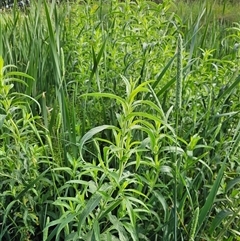 Epilobium hirsutum at McKellar, ACT - 19 Nov 2024 by Jiggy