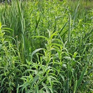 Epilobium hirsutum at McKellar, ACT - 20 Nov 2024