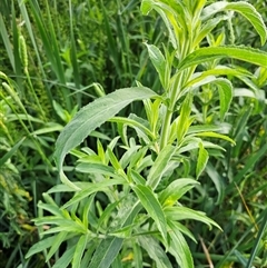 Epilobium hirsutum at McKellar, ACT - 20 Nov 2024