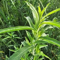 Epilobium hirsutum at McKellar, ACT - 20 Nov 2024