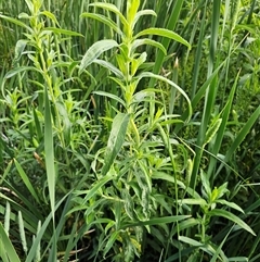 Epilobium hirsutum at McKellar, ACT - 20 Nov 2024