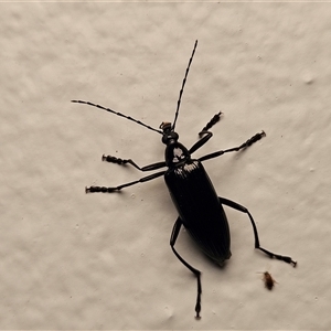 Tanychilus sp. (genus) (Comb-clawed beetle) at Hawker, ACT by sangio7