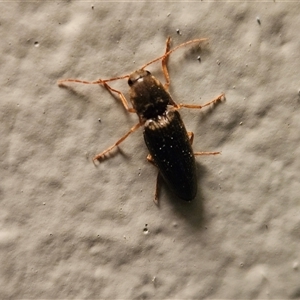 Monocrepidus sp. (genus) at Hawker, ACT - 22 Nov 2024