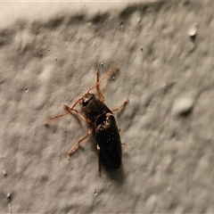 Monocrepidus sp. (genus) at Hawker, ACT - 22 Nov 2024