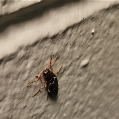 Monocrepidus sp. (genus) at Hawker, ACT - 22 Nov 2024