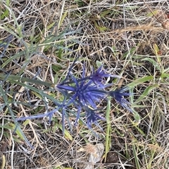 Eryngium ovinum (Blue Devil) at Watson, ACT - 22 Nov 2024 by LMS