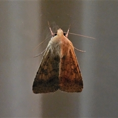 Helicoverpa (genus) (A bollworm) at Hawker, ACT - 22 Nov 2024 by sangio7