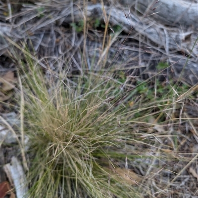 Nassella trichotoma at Watson, ACT - 22 Nov 2024 by Wildlifewarrior80